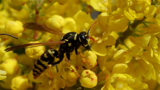 Eine Wespe sitzt auf gelben Berberitzen-Blüten