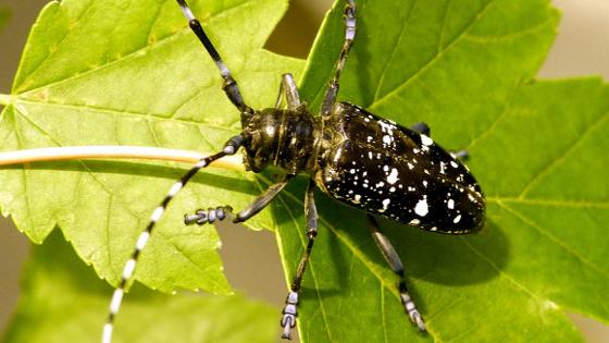 Käfer auf einem Blatt