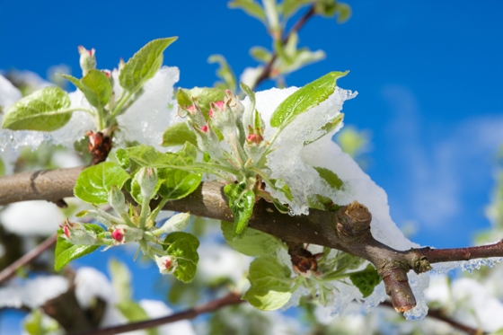 Blüten an einem Apfelbaum mit Schnee bedeckt