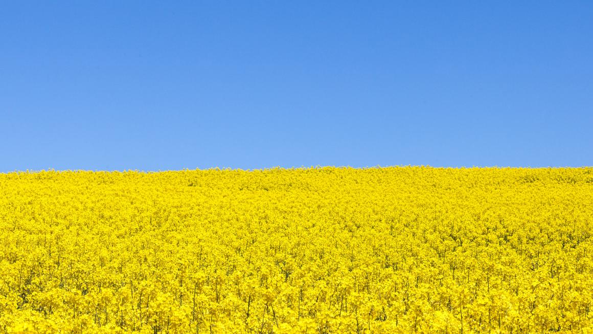 Raps in Blüte und blauer Himmel