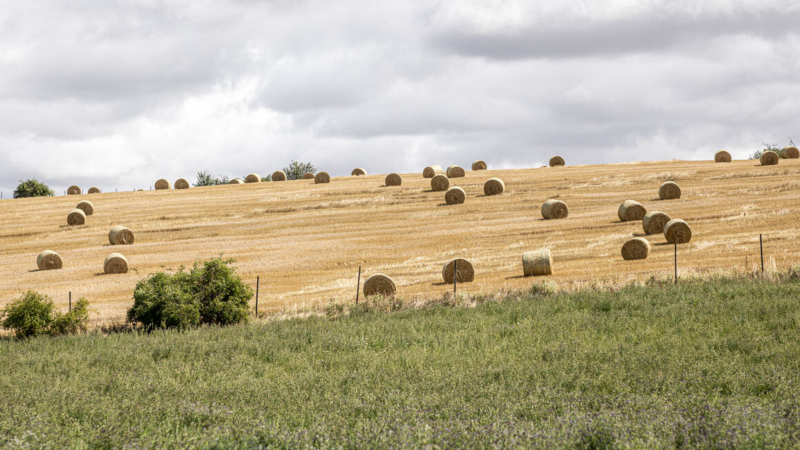 Strohballen liegen auf einem Feld