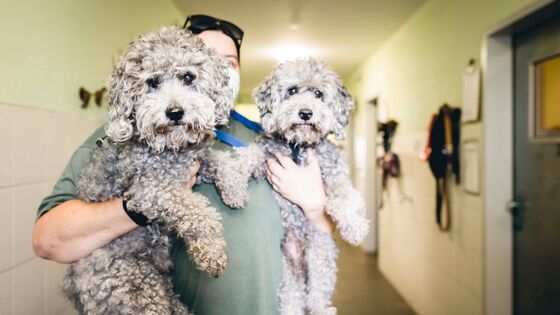 ein Tierheimmitarbeiter steht im Gang des Tierheims, mit zwei Hunden auf dem Arm