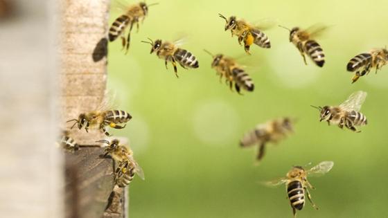 Fliegende Bienen in Großaufnahme vor einem Bienenstock