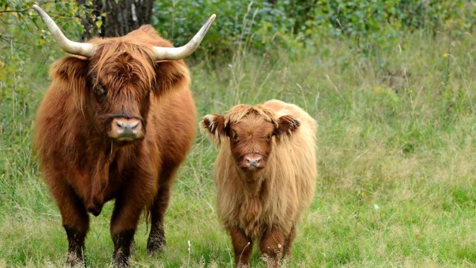 Kuh und Kalb auf einer Weide