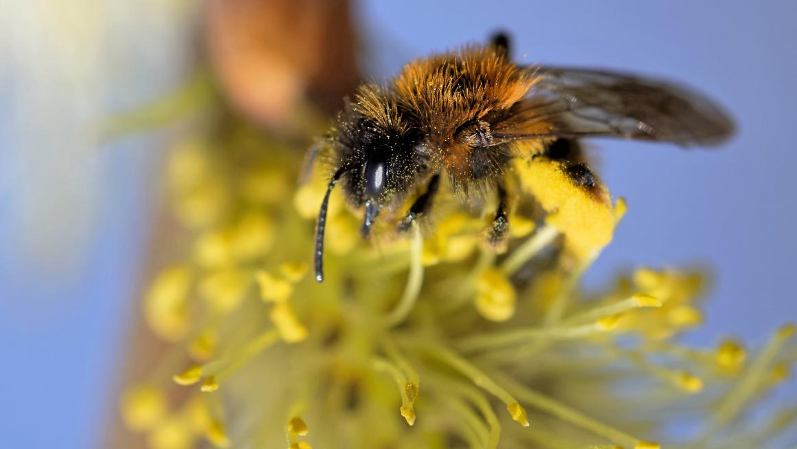 Bicoloured sandbee