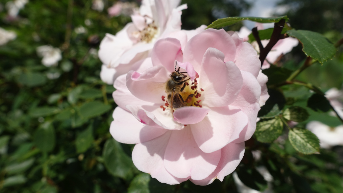 Eine Honigbiene sitzt auf einer auf Rosenblüte