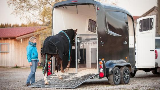 Pferd wird in Anhänger zum Transport geladen