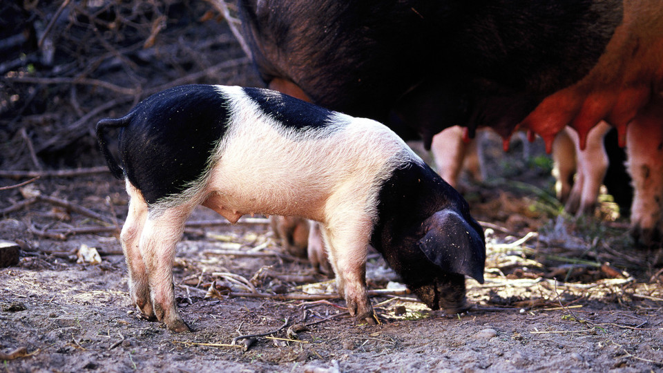 Schwäbisch-Hällisches Schwein