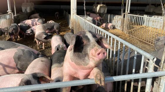 Schweine im Aussenstall, ein Schwein schaut neugierig in die Kamera