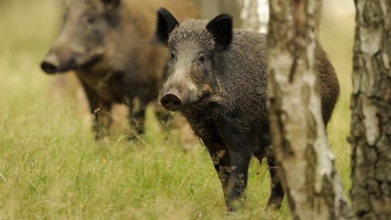 Zwei Wildschweine zwischen Baumstämmen