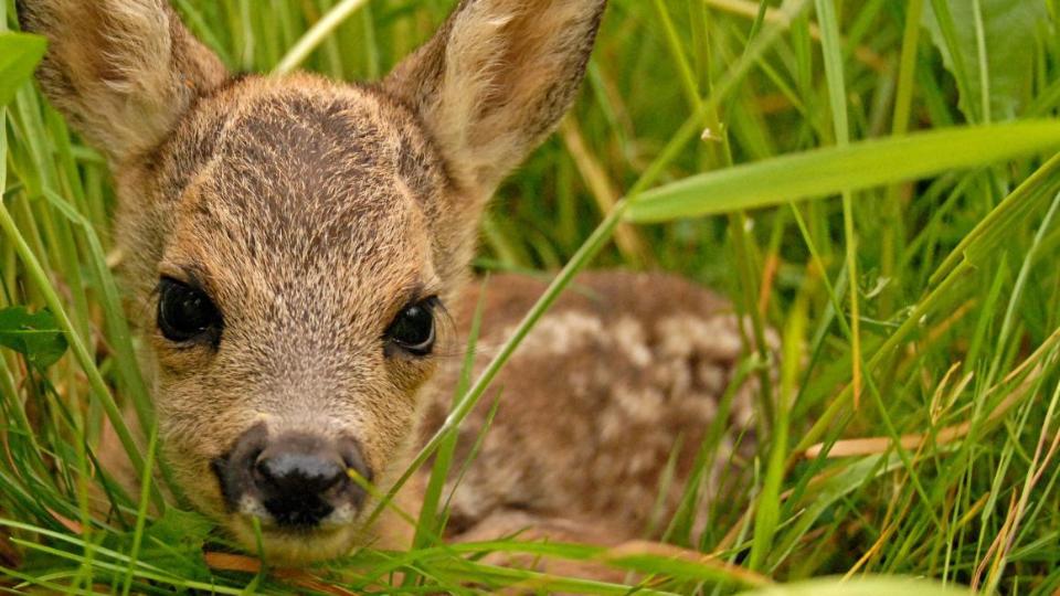 Rehkitz im Gras