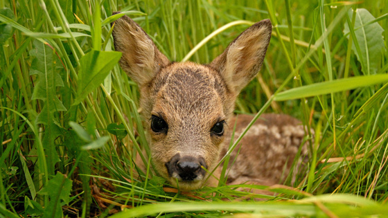 Ein Rehkitz liegt im Gras versteckt und blickt zur Kamera.