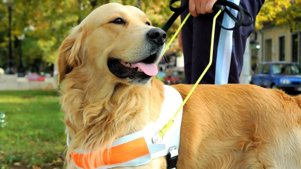 Blindenhund an einer Leine mit speziellem Hundeband