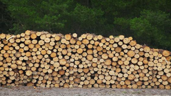 Holz gestapelt am Wegesrand