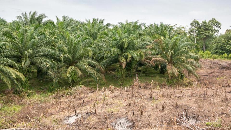 Eine halb gerodete Palmölplantage