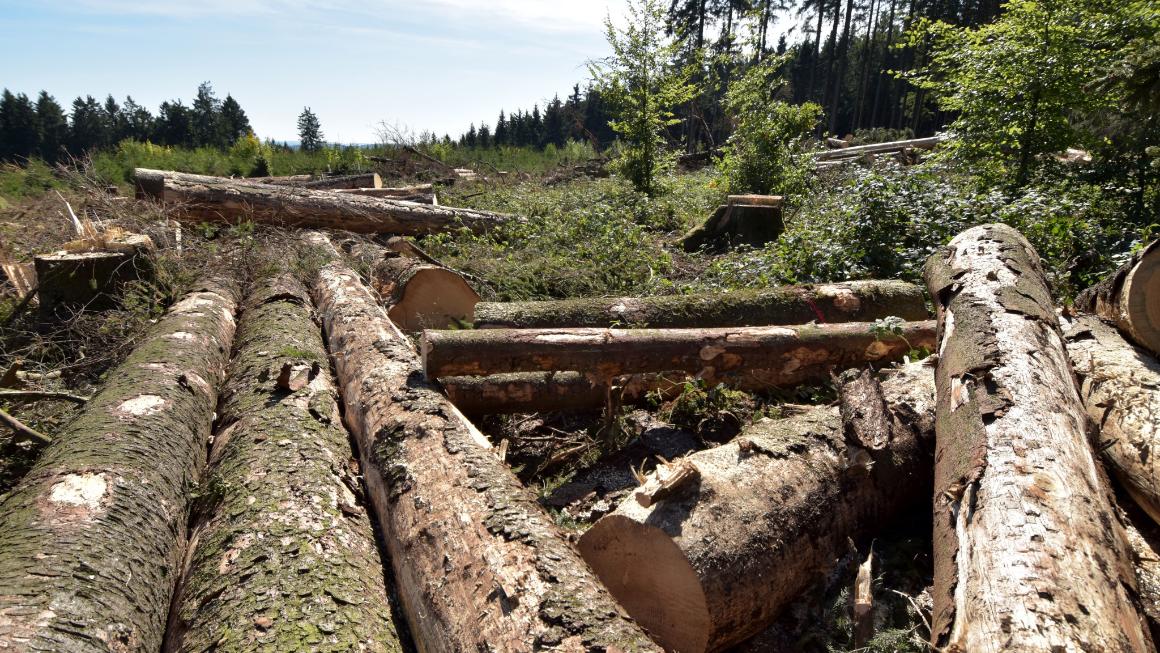 ein Wald, einige Bäume sind umgekippt und liegen übereinander