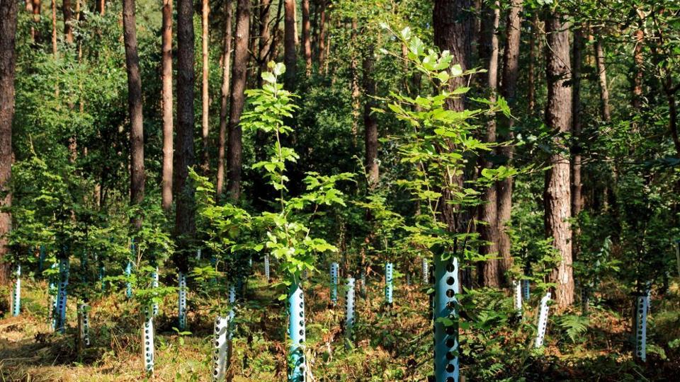 Wald mit jungen Bäumen