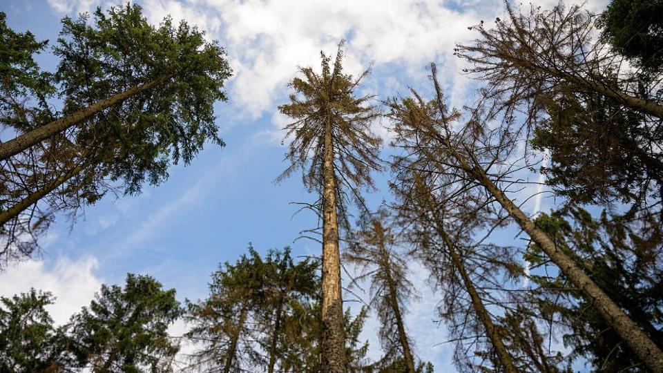 Trockene Nadelbäume sind von unten mit Blick Richtung Himmel aufgenommen