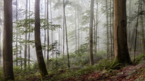 Sicht in einen nebligen Wald