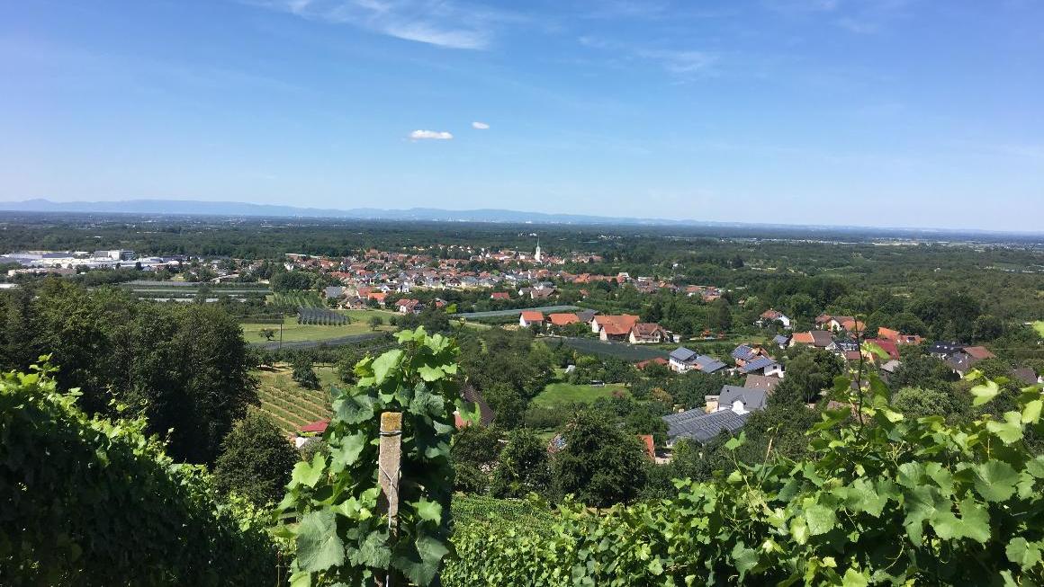 Blick über einen Weinberg auf das Dorf