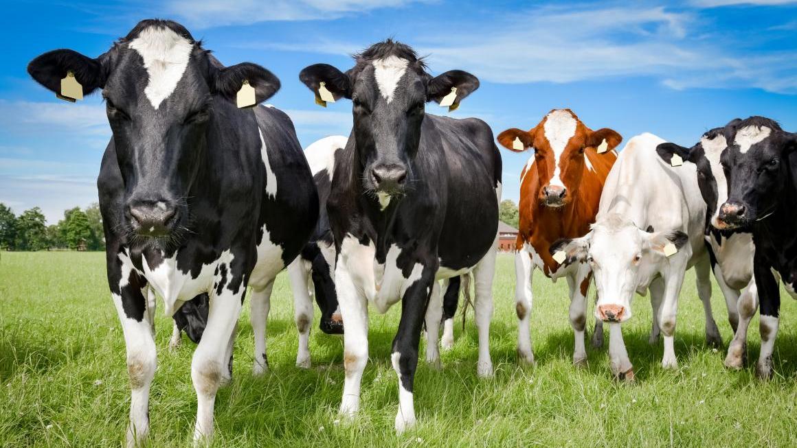 cattle on pasture