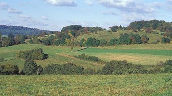 Structurally diverse grassland with hedgerows in the low mountain ranges