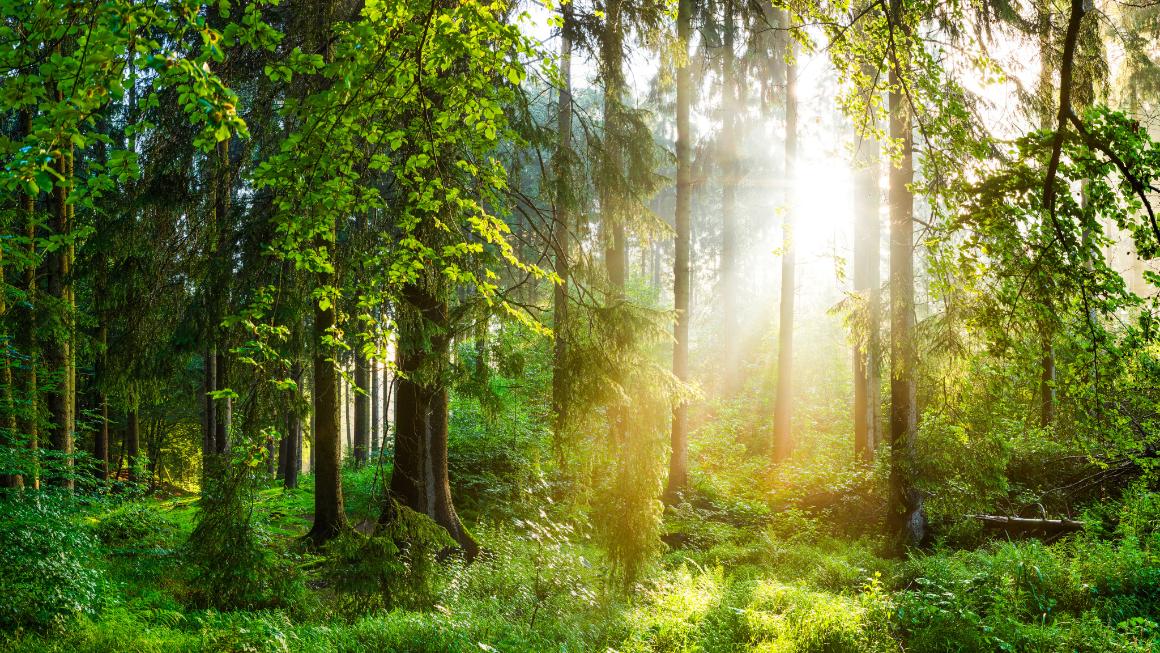 Light flooded forest