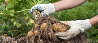 Auf einem Feld hält eine Person mit Handschuhen eine Kartoffelpflanze am Grün in die Höhe während sie mit der anderen Hand eine einzelne Kartoffel von der Pflanze ablöst.