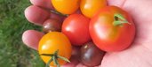 Bunte Tomaten in einer Hand