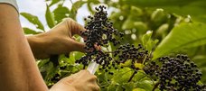 Frau schneidet mit einem Messer Holunderbeeren von einem Strauch ab. 