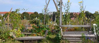 Urbaner Gemüsegarten in Berlin Tempelhof