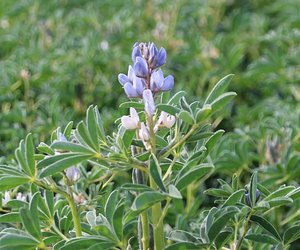 Lupine