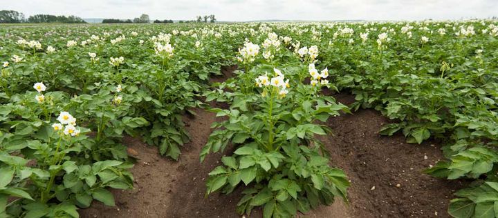 Blühende Kartoffelpflanzen auf einem Feld