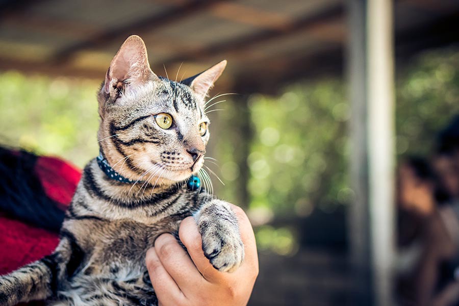 Choosing a cat collar