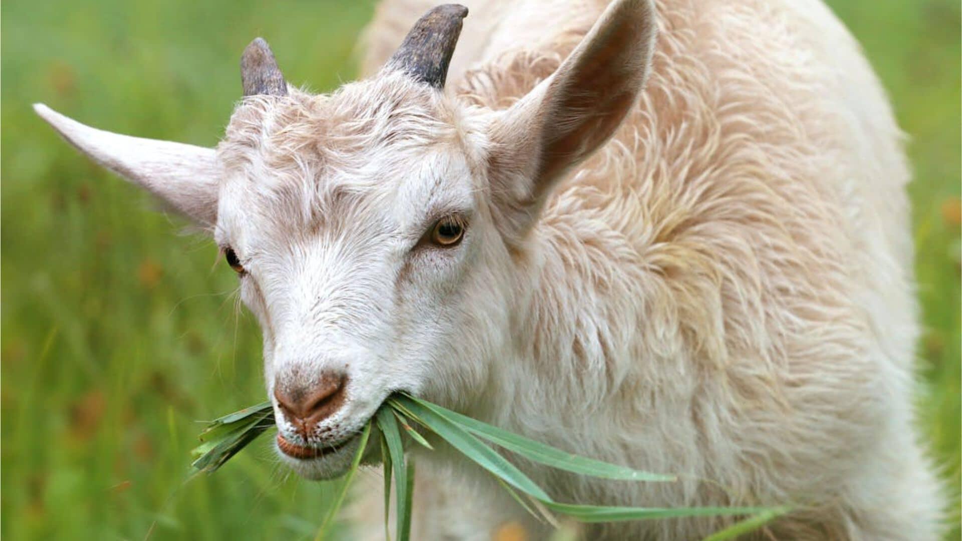 Chèvre mangeant de l'herbe