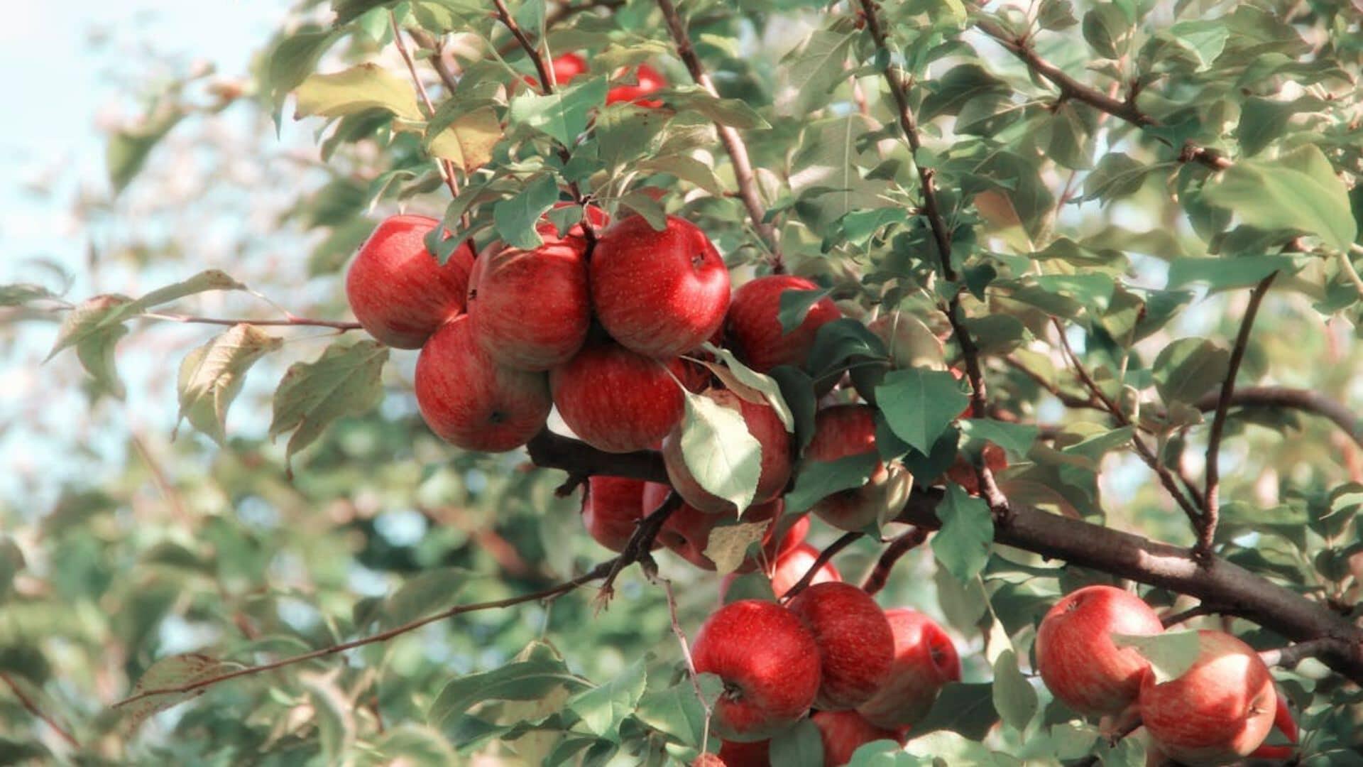 Pommes sur un arbre