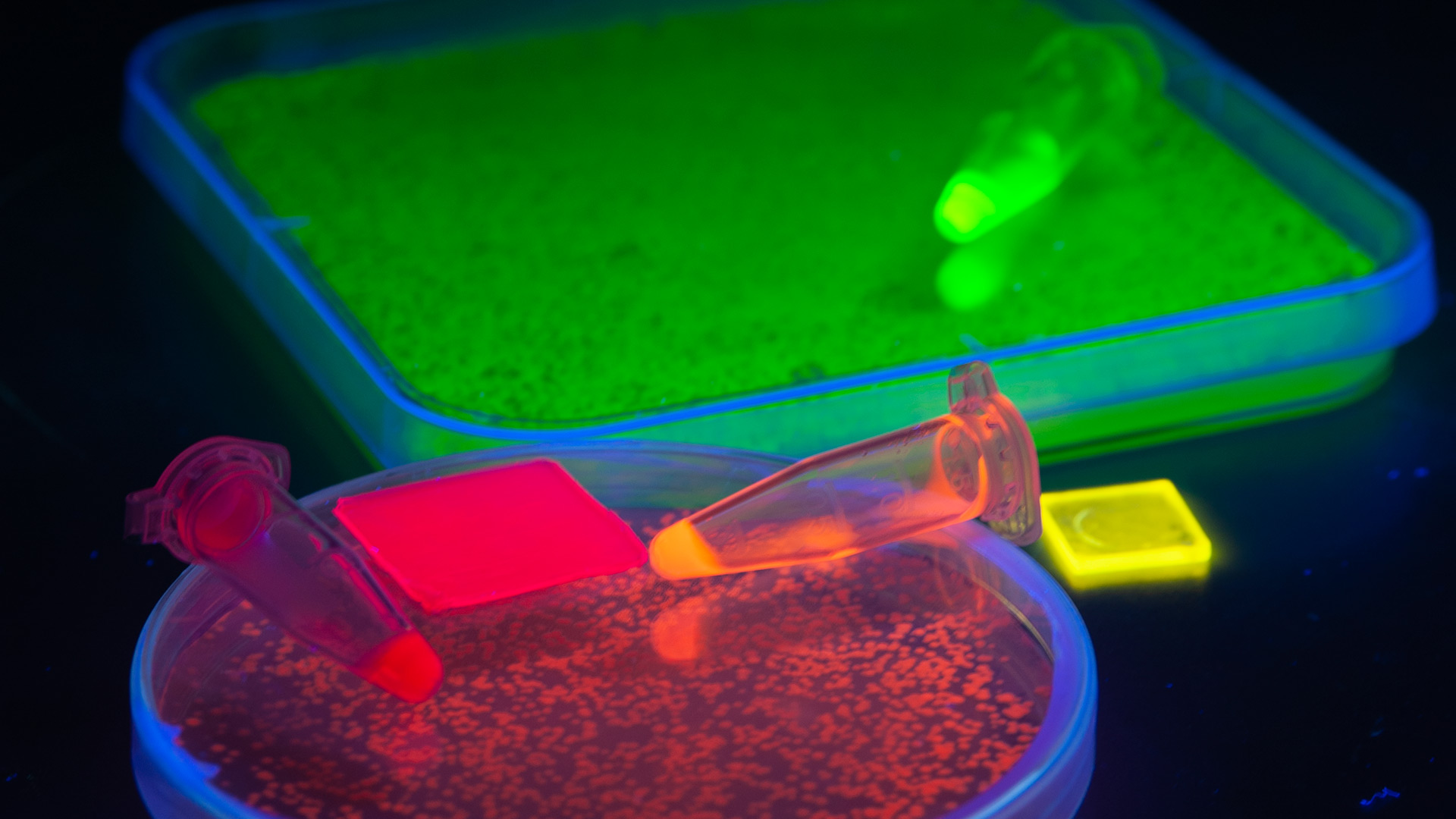 Light-emitting specimens on petri dishes