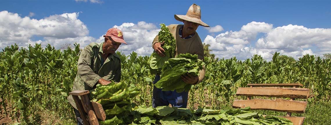 Cultivo de tabaco en Pinar del Rio, Cuba