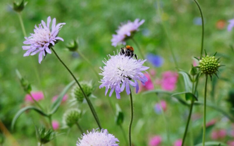 Sie wollen einen Naturgarten anlegen? Pflanzen Sie zum Beispiel die Acker-Witwenblume (Knautia arvensis): schnittverträglicher Dauerblüher.