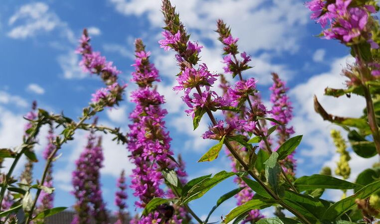 Blutweiderich (Lythrum salicaria)