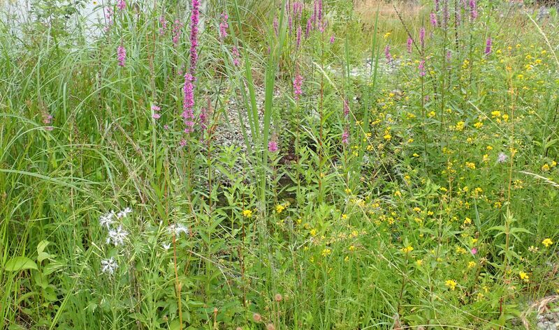 Naturgarten anlegen: Ein Sumpfbeet ist eine gute Wahl