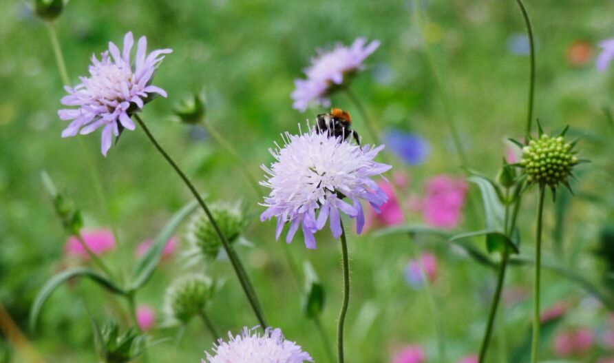 Acker-Witwenblume (Knautia arvensis)