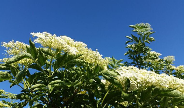 Schwarzer Holunder (Sambucus nigra)