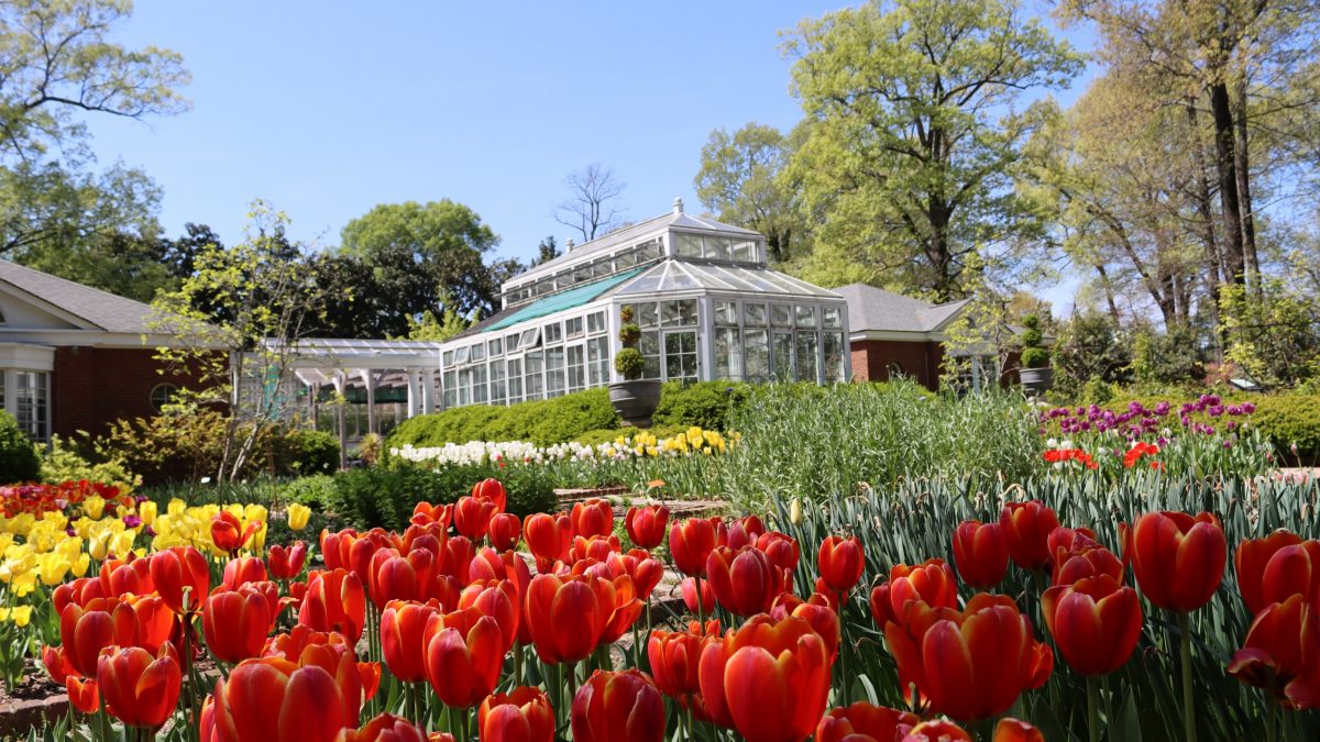 Red Tulips at the Dixon