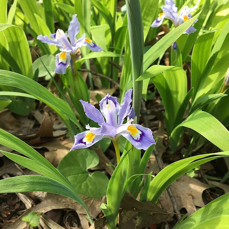 Tiny Iris Woodland Garden