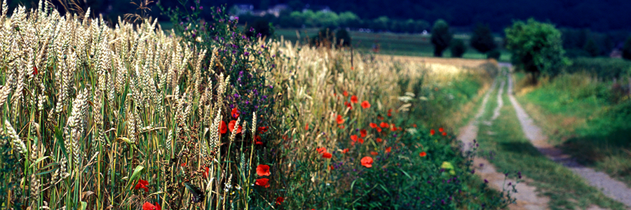 Getreidefeld mit blühendem Mohn und Feldweg