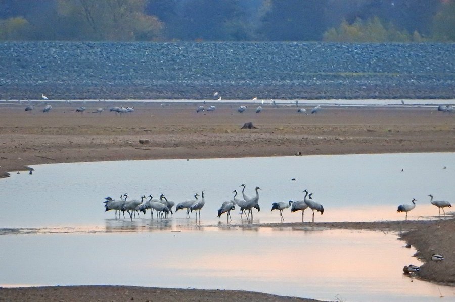 Kraniche am Stausee