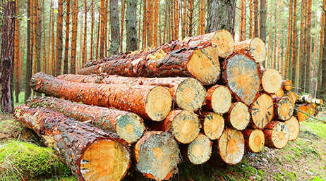 A stack of felled logs in a dense forest