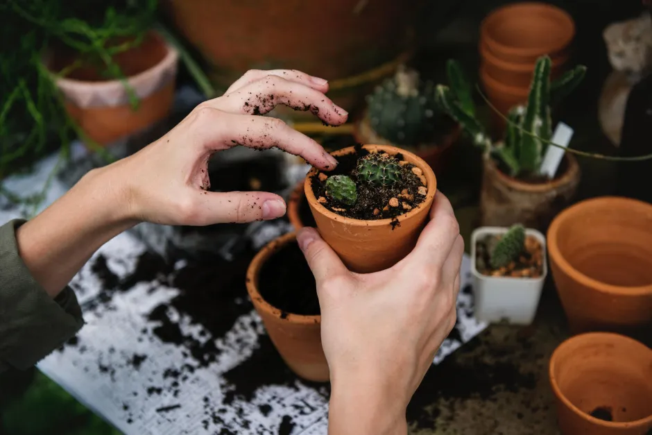 Cacti gardening grow 707194