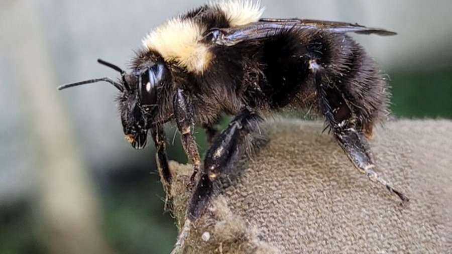 Tonerdhummel in Seitansicht